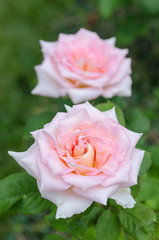 Beautiful Pink Rose