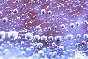 Droplets on spider web close up