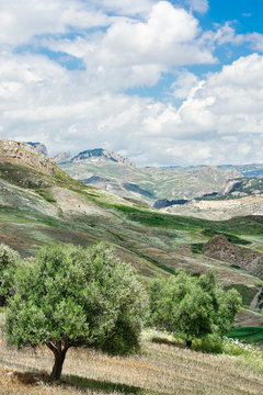 Olive Trees