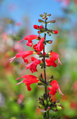 Roter Salbei (Salvia coccinea)