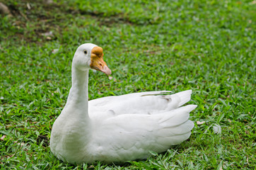 White geese on green grass field