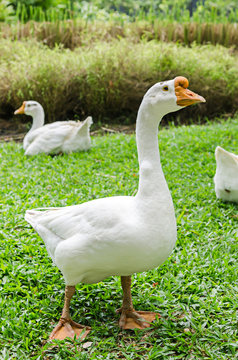 White geese on green grass field