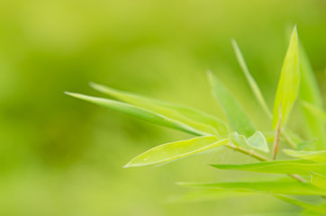 Fototapeta na wymiar bamboo leaf background
