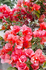 Prächtige Drillingsblume (Bougainvillea spectabilis)