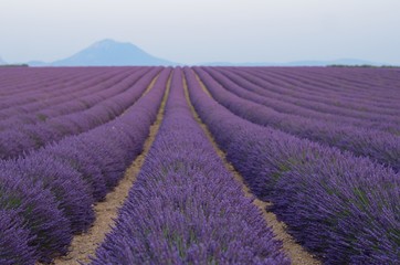 Fototapeta na wymiar Blooming lavender fields in Provance. 