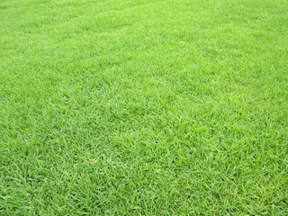 Green grass background texture