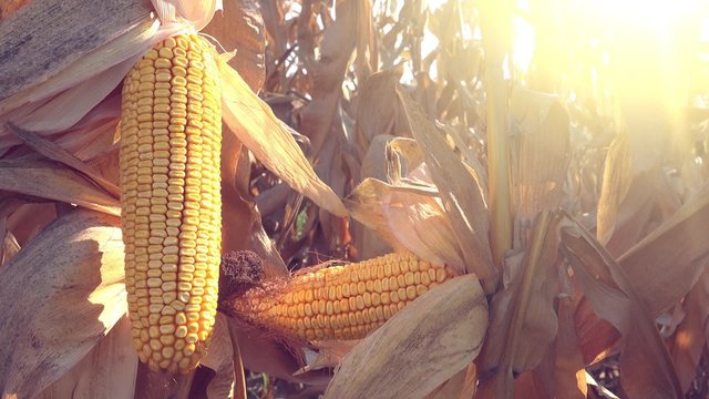Harvest ready ripe corn ear on stalk in cultivated maize field
