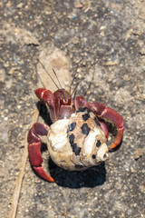 Hermit crab