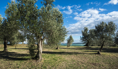 oliviers sur le lac de Garde