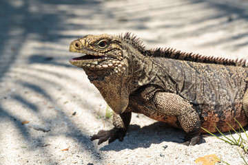 Wild Iguana, Cuba