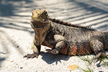 Wild Iguana, Cuba