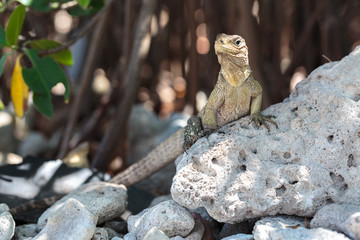 Wild Iguana, Cuba