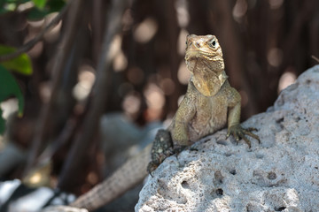 Wild Iguana, Cuba