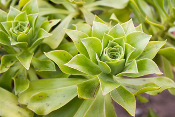 Aeonium blasamiferum