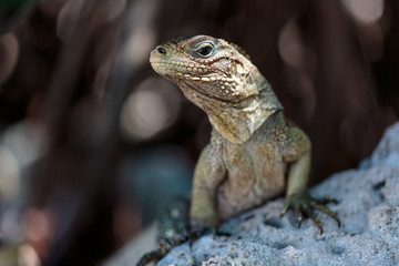 Wild Iguana, Cuba