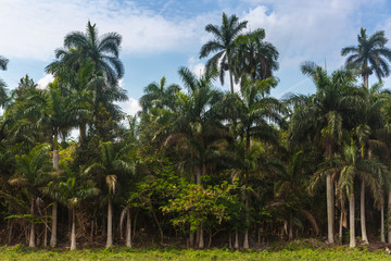 Vinales, Cuba