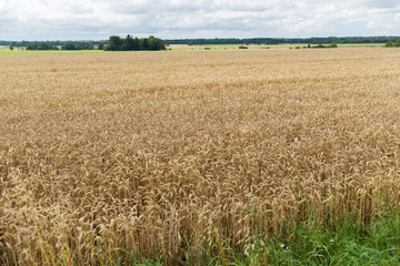 field of ripening wheat ears or rye spikes