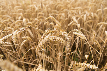 field of ripening wheat ears or rye spikes