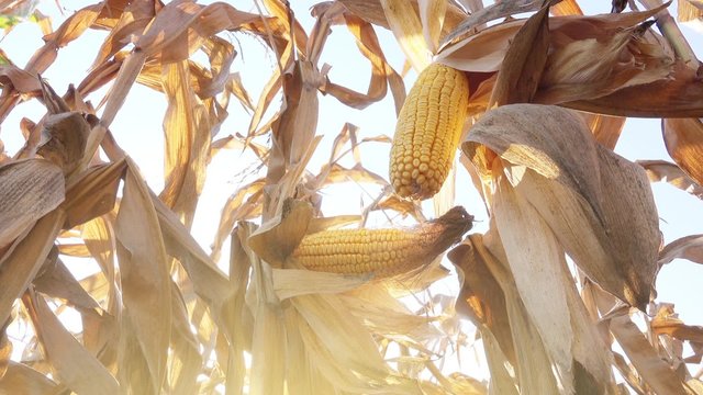Harvest ready ripe corn ear on stalk in cultivated maize field