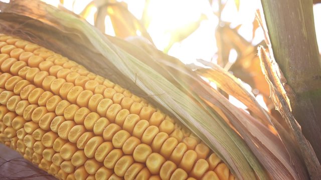 Harvest ready ripe corn ear on stalk in cultivated maize field