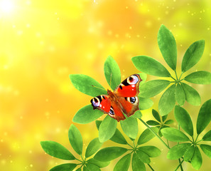 Green leaves and butterfly on sunny background