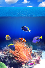Obraz na płótnie Canvas Underwater scene with tropical fish