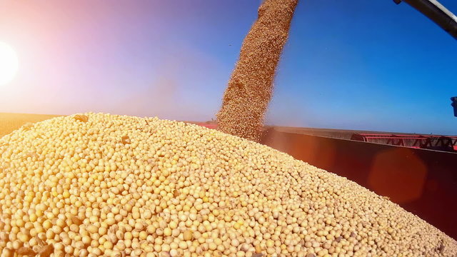 Pouring soybeans in a tractor trailer, Harvested soybean, Video clip