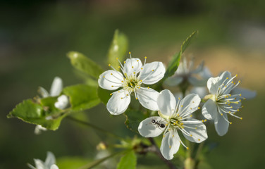 Spring blossom to cherries in garden