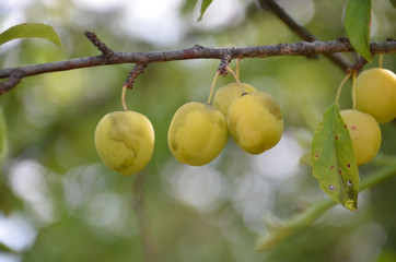 Plums on a branch