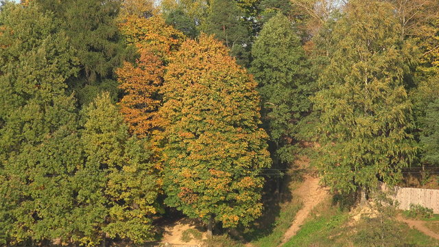 Autumn forest. Autumn Landscape. 4K.