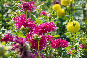 Dahlias in the garden.