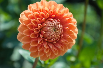 Dahlias in the garden.