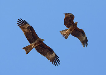 Two flying Black Kites