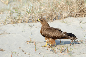 Black Kite on Goa beach, India