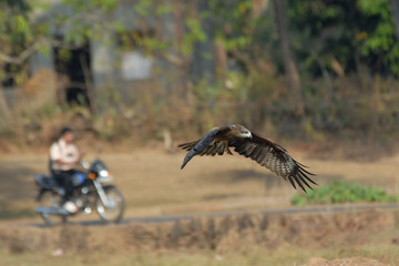 Fototapeta premium Flying Black Kite and Motorcyclist in Goa, India