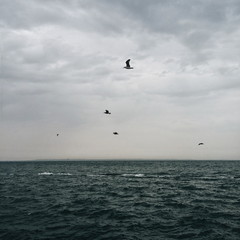 Black sea, seagulls flying over the sea