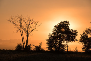 Fototapeta na wymiar Morgenstimmung mit orangem Nebel und Baumsilhouetten