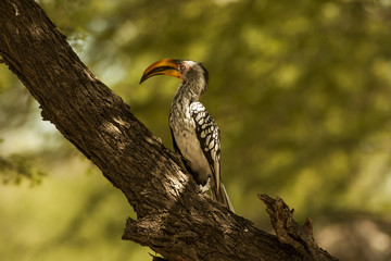 hornbill