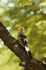 hornbill