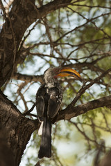 hornbill © gi0572