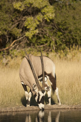 oryx