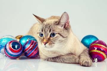 Fototapeta na wymiar Cat with Christmas decoration