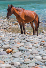 Brown horse on mountain river shore