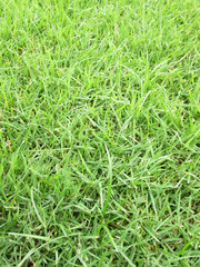 Grass