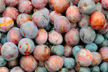 Background of red and blue overripe plum.