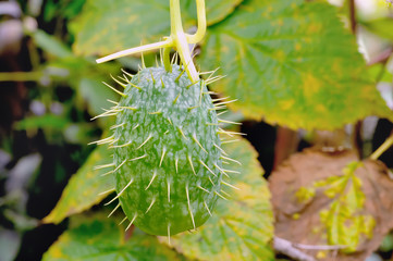 Fruit of squirting cucumber plants - Ecballium elaterium.