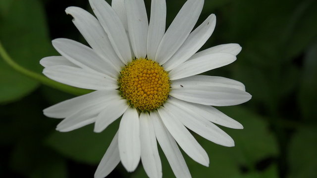 White daisy. Flower. 4K.