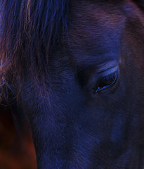 Closeup of a  black horse eye