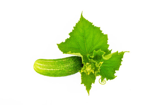 Fresh cucumber on a branch with leaves