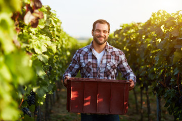 Farmer holding crate of grapes